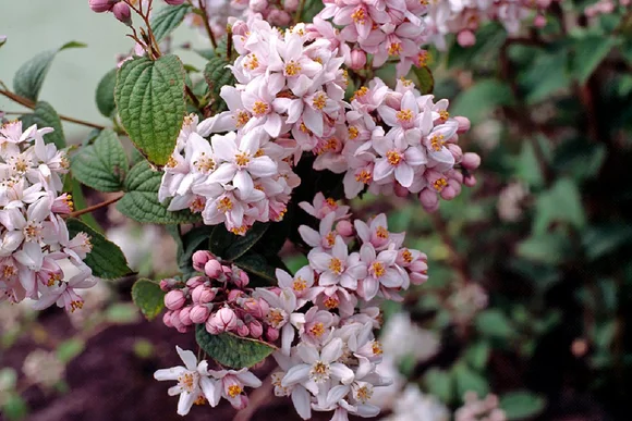 Rosa und weiße Blüten